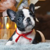 フレンチブルドッグ