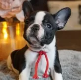 フレンチブルドッグ【岐阜県・女の子・2025年9月30日・パイド】の写真3