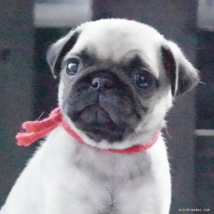 モカ 様のお迎えした子犬