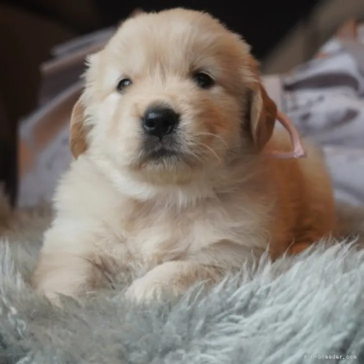 ID:2306-03252の子犬