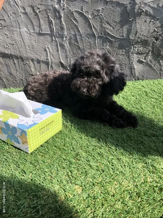 C.T 様のお迎えした子犬