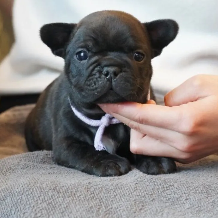 あや 様のお迎えした子犬