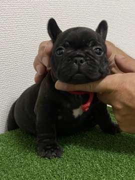 フレンチブルドッグ【岐阜県・女の子・2020年7月9日・ブリンドル】の写真「ショートボディのムチムチ女の子」