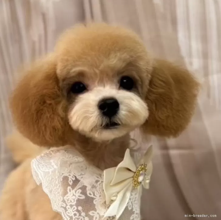 ぷっちママ。 様のお迎えした子犬
