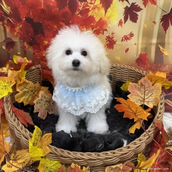 ID：2507-03411の子犬