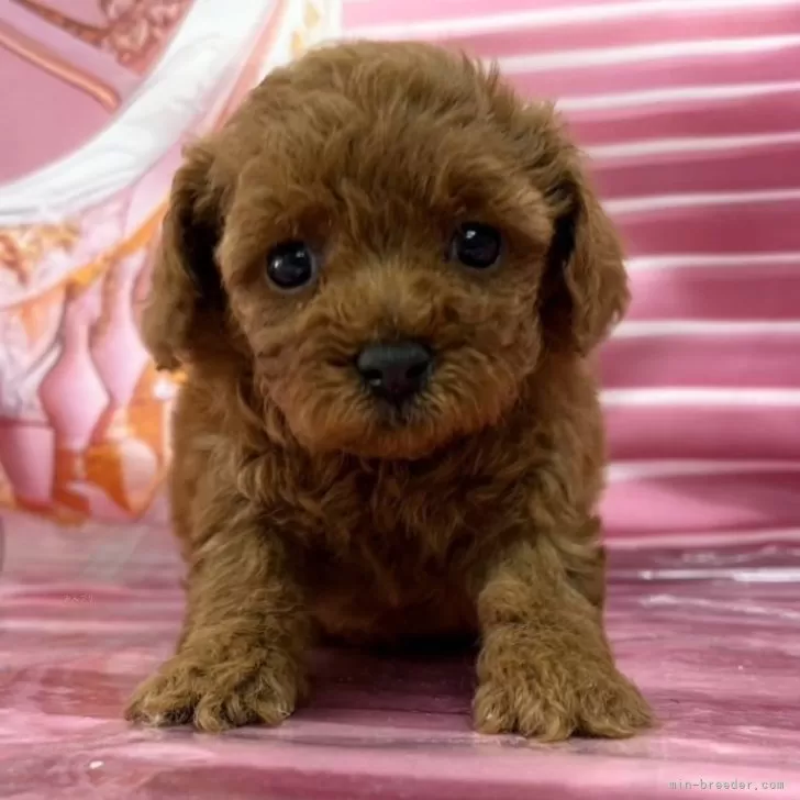 ID:2501-03457の子犬