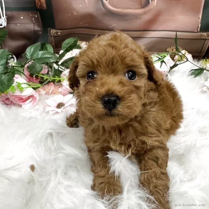 トイプードル(トイ)【広島県・男の子・2025年10月8日・レッド】の写真1