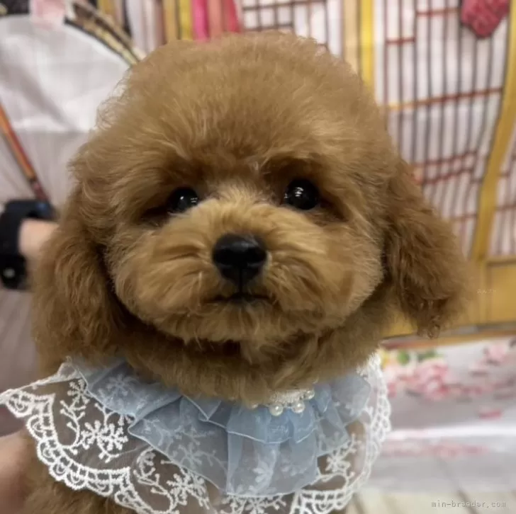 パズー 様のお迎えした子犬