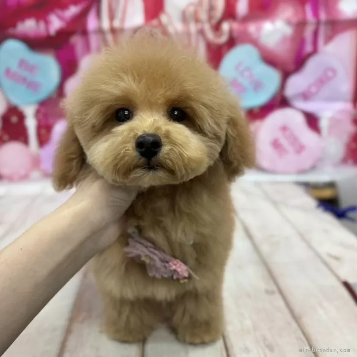 タケ 様のお迎えした子犬