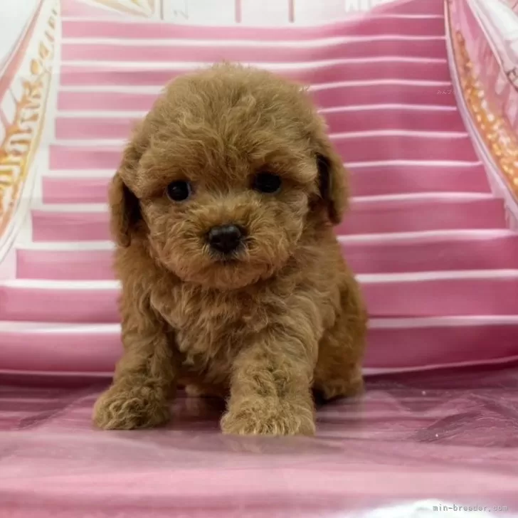 ID:2412-07739の子犬