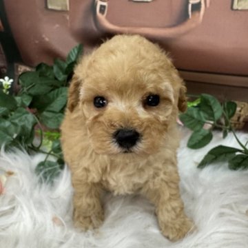 トイプードル(トイ)【広島県・男の子・2025年10月8日・アプリコット】の写真「綺麗なアプリです😊これからかわいくなります❤️」