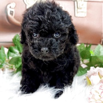 タイニープードル【広島県・女の子・2025年9月27日・シルバー】の写真「外産のパパ❤️お目めクリクリお鼻短い❤️かわいい」