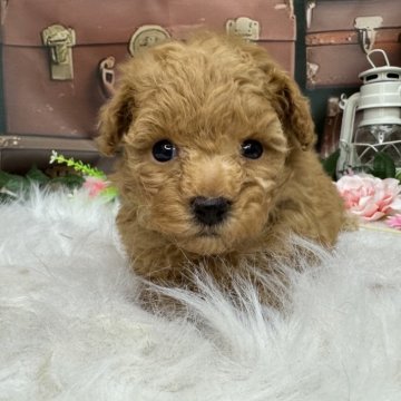 タイニープードル【広島県・男の子・2025年10月10日・レッドフォーン】の写真「かわいく成長中です❤️」