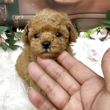 タイニープードル【広島県・男の子・2025年10月10日・レッドフォーン】の写真「イケメンになります👌」