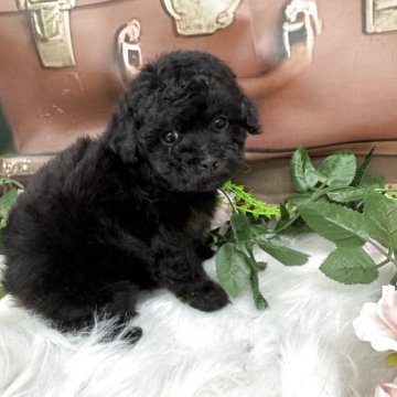 タイニープードル【広島県・女の子・2025年9月27日・パーティー 】の写真「外産のパパ❤️タキシード柄❤️個性派の方におすすめ」