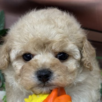 トイプードル(トイ)【広島県・女の子・2025年10月8日・アプリコット】の写真「お目めくりくりのお姫様❤️かわいいお顔間違いなし‼」
