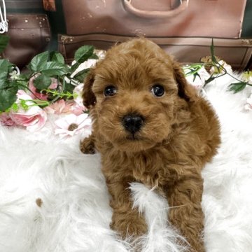 トイプードル(トイ)【広島県・男の子・2025年10月8日・レッド】の写真「濃いレッドの男の子❤️」