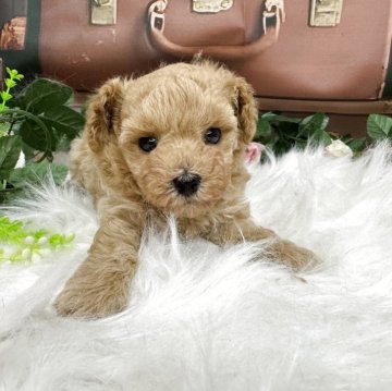 タイニープードル【広島県・男の子・2025年10月4日・アプリコット】の写真「かわいいお目めの男の子😊イケメン」