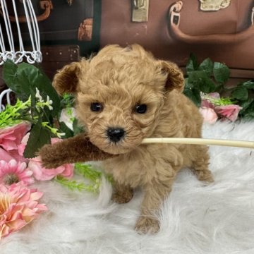 ティーカッププードル【広島県・女の子・2025年10月4日・レッドフォーン】の写真「マイクロ予想です😊かわいいお嬢現在302g」