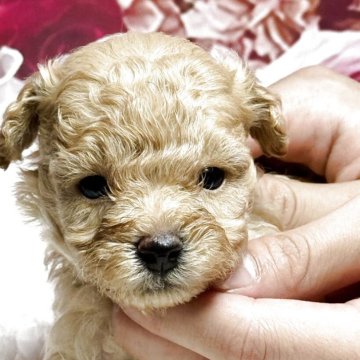 トイプードル(トイ)【広島県・男の子・2025年7月16日・オレンジフォーン】の写真「これからどんどんもふもふになります❤️垂れ目くん」