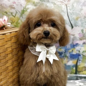 トイプードル(トイ)【広島県・男の子・2024年12月19日・レッド】の写真「甘えるのが大好きイケメンくん❤️４月19日1.4キ」