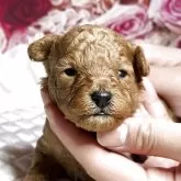 タイニープードル