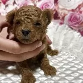 ティーカッププードル