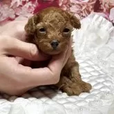 タイニープードル
