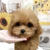 ティーカッププードル