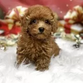 タイニープードル