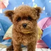 タイニープードル