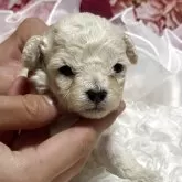 タイニープードル
