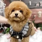 タイニープードル【広島県・男の子・2025年7月16日・レッドフォーン】の写真1