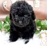 タイニープードル