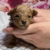 タイニープードル