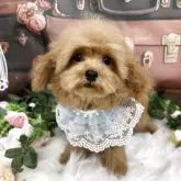 ティーカッププードル