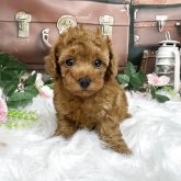 トイプードル(タイニー)