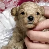タイニープードル