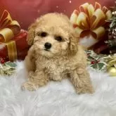 トイプードル(トイ)