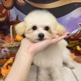 ティーカッププードル