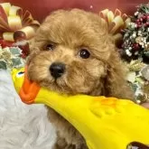 トイプードル(トイ)