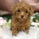 タイニープードル