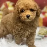 タイニープードル