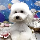 トイプードル(トイ)