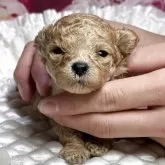 ティーカッププードル