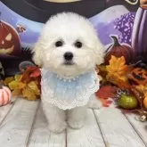 タイニープードル