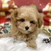 タイニープードル