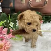 ティーカッププードル【広島県・女の子・2025年10月4日・レッドフォーン】の写真2