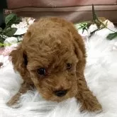 トイプードル(トイ)【広島県・男の子・2025年10月8日・レッド】の写真2