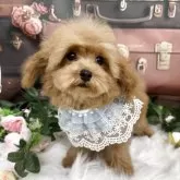 ティーカッププードル【広島県・男の子・2025年7月16日・アプリコット】の写真2